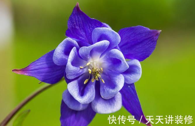 院子|名字巨土但超牛掰的花草，有院子不种可惜了
