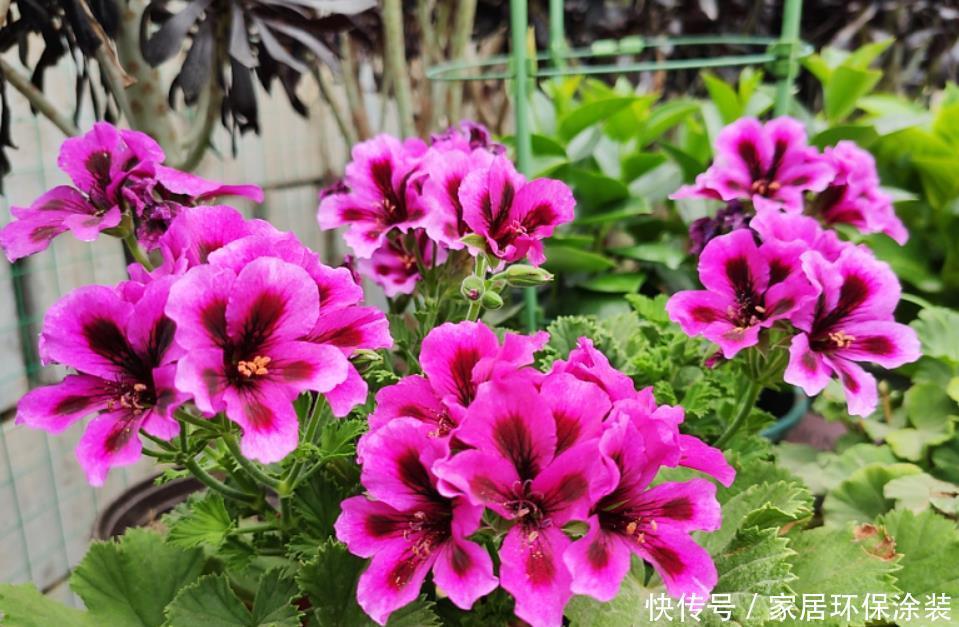 室内园土养不好花,添加2种“小东西”,变成养花通用“营养土”