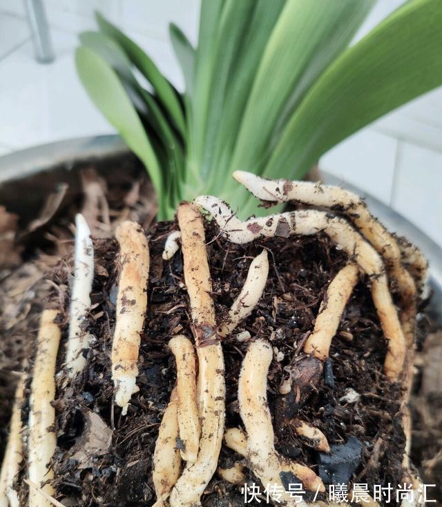 盆栽|君子兰养成大白菜?70岁的老爷爷,用这招方法,花繁叶茂