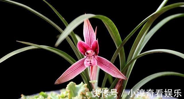 成活率|九月栽种兰花，送你几招，成活率高