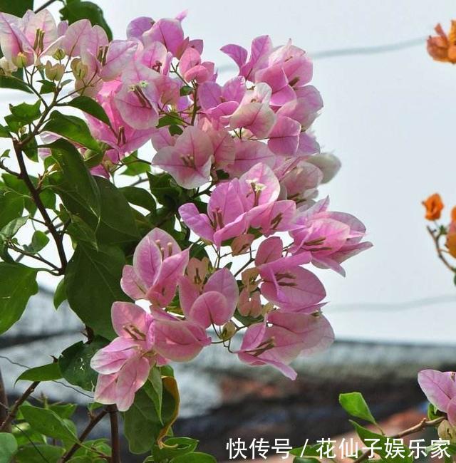 这花名叫“百变小樱”,开起花来“不管不顾”,叶子都不长了!