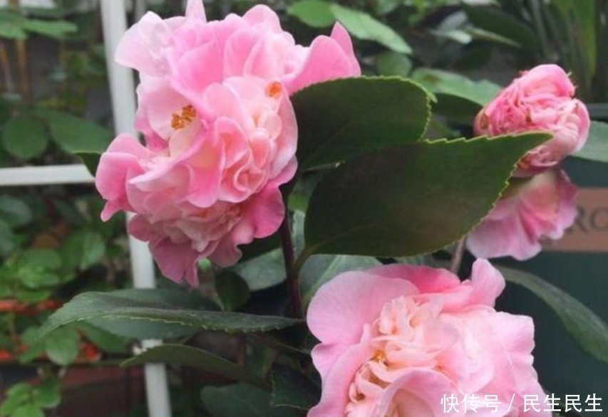 微量元素|它是天然的养花肥,到处都有,盆里放一点,像打了激素蹭蹭长