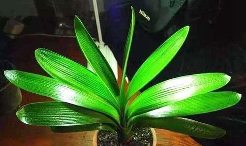 养花还烂根吗?3种东西随便撒一把,根不烂,长的粗,开花刹不住