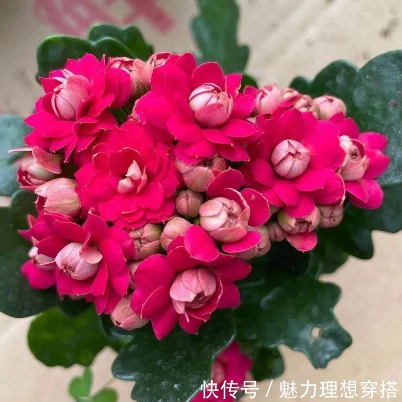 冬天常见的“吉利花”,耐旱皮实花量大,大半年都在开花