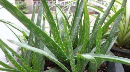 3種花女生必選,美容、助睡眠,家里養(yǎng)1盆,越變?cè)矫?
onload=