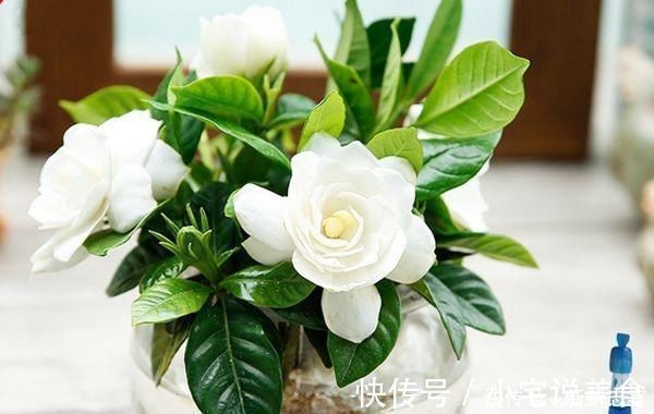 小玩意|夏养栀子花,加3样“小玩意”,一连开仨月,家里“香水”都省了