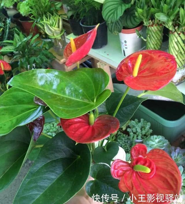 养护|5种“耐阴花”，家里采光差，一样常开花，高端大气又好养