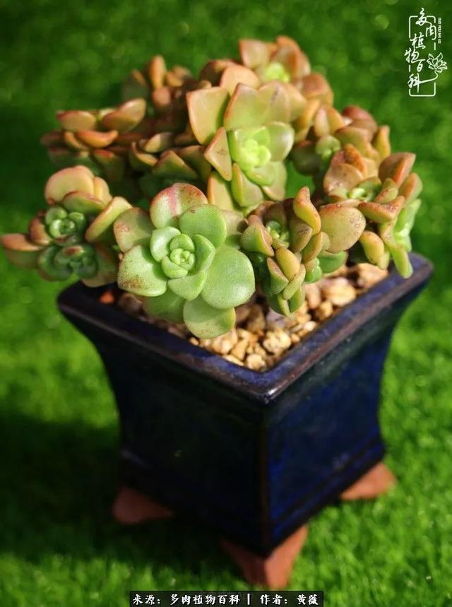 养了三年多肉,终于明白佛系养肉才是王道!