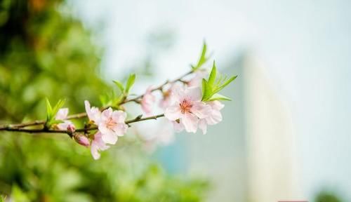 邵阳学院：春到校园景如画