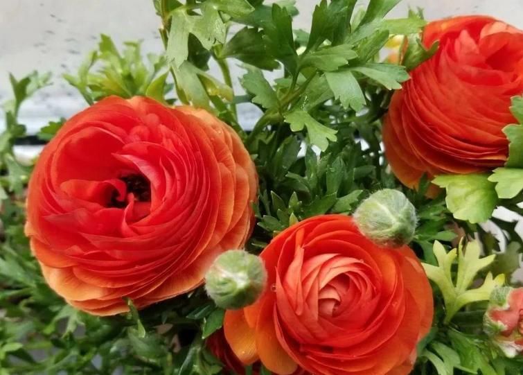 它不是牡丹，却带有牡丹的神韵，居家盆栽，新人就能胜任