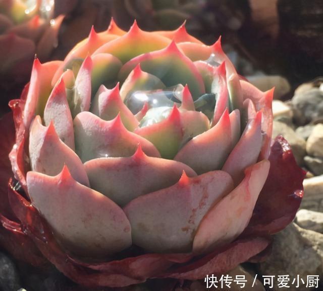 浇水|喜欢养多肉,应该挑战一下玉蝶,可以控出这状态,不得不佩服