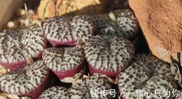 多肉浇水中的干透浇透原来是这么回事