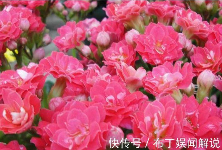 4种花是“花卉中的劳模”,一开就是300多天,新手懒人都喜欢