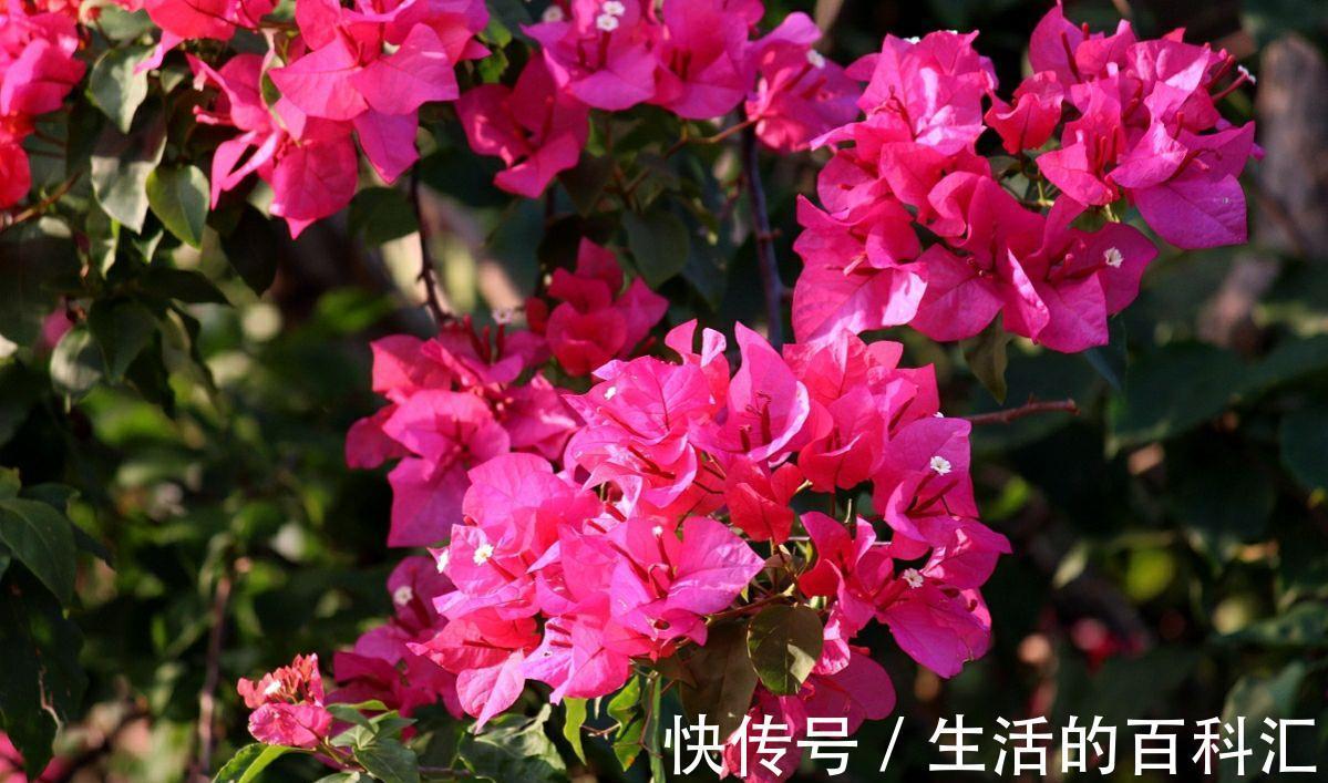 种花|遇到3种花,赶紧收藏,给点阳光就灿烂,开成压枝低的花满枝