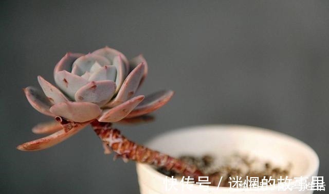 多肉植物有1个“症状”，说明需要施肥或者换盆，否则等着僵苗吧！