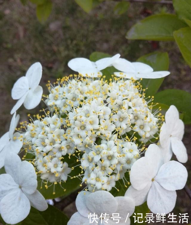 中国特有的琼花,隋炀帝的最爱,开花简直美翻了!