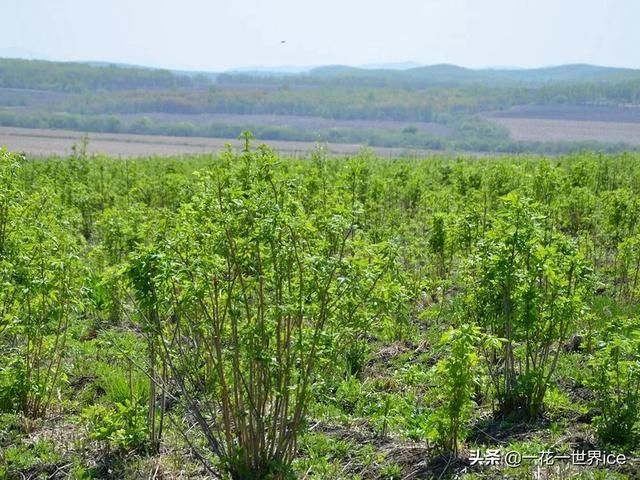  俗称|这树满身刺，嫩叶却成极品野菜，民间俗称“刺拐棒”，一斤30元