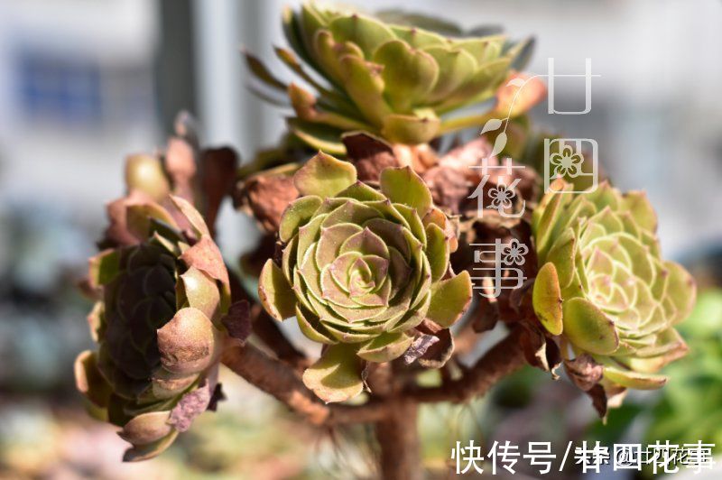 根系|9月3招“召唤术”，唤醒多肉法师，醒了“补一补”，上色爆芽多