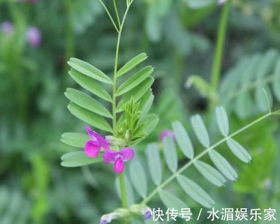 清热解毒|农村常见的几种野菜，能清热解毒、活血化瘀，早知早受益