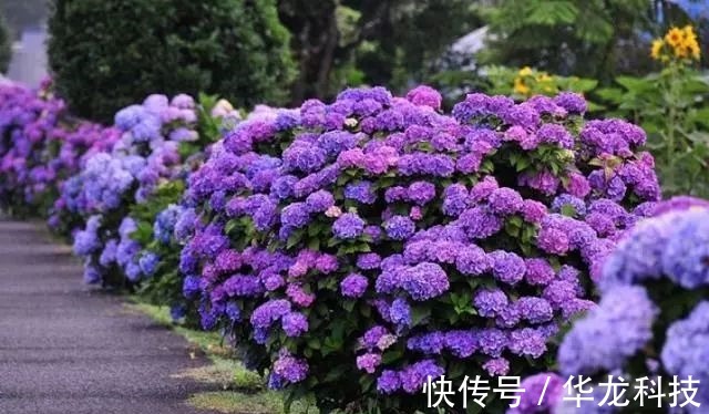 夫妻花|喜欢菊花,不如养盆夫妻花,色泽艳丽,美爆了