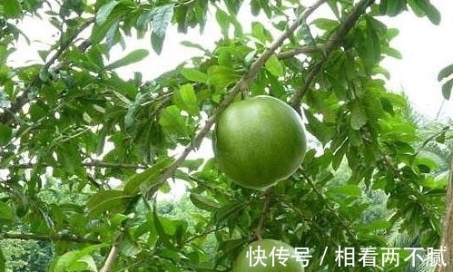 牌子|小伙发现树上长满了“西瓜”，看清旁边牌子上的字后，恍然大悟