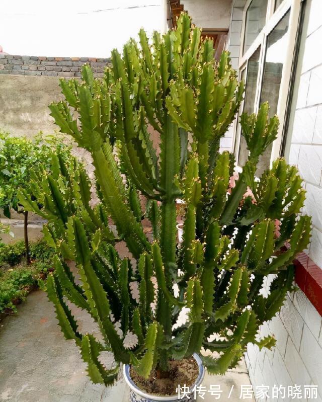 越漂亮的花越“有毒”！快来认识这12种大毒花，涨“知识”不吃亏