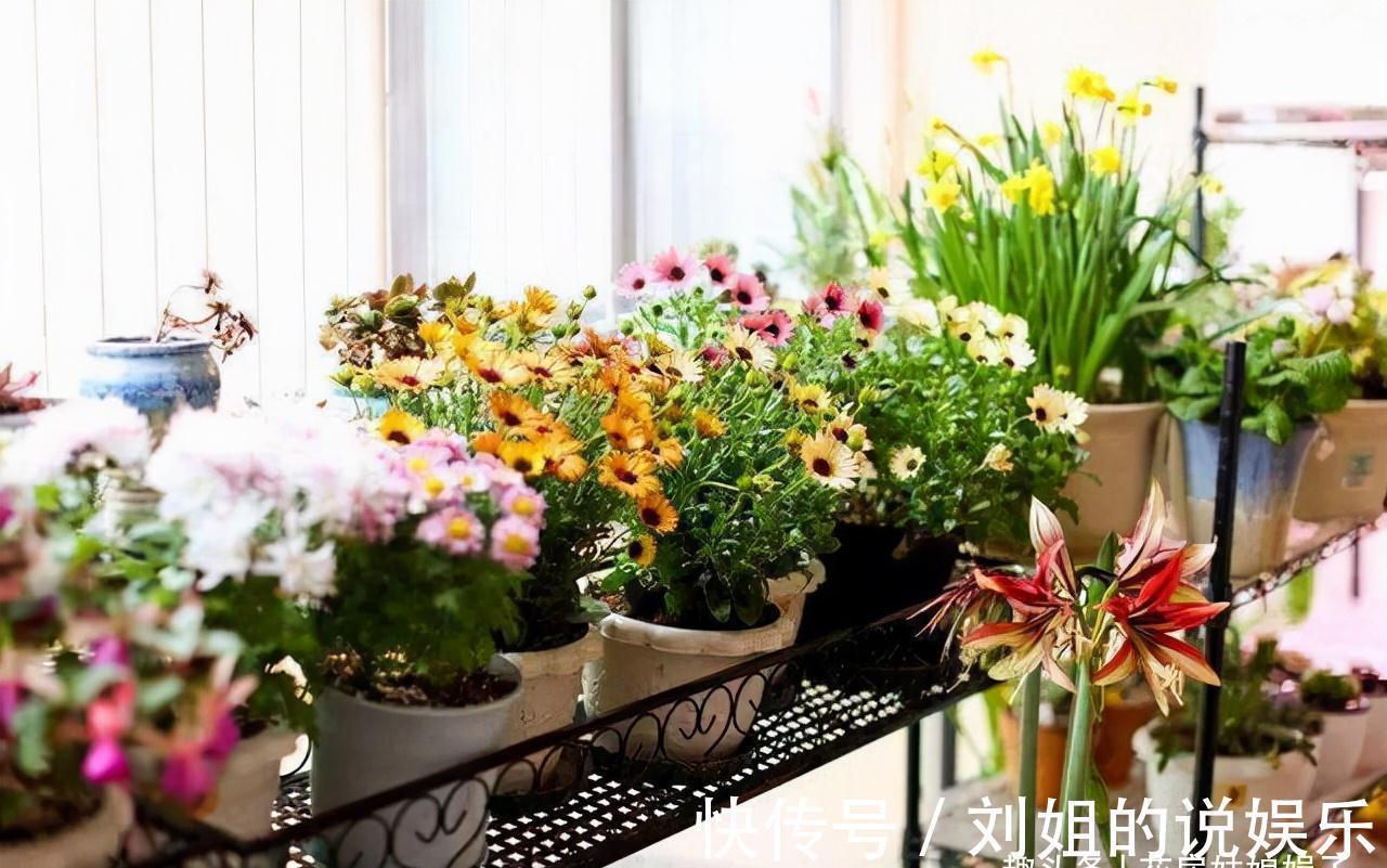 8种需要冬天“停水”的花,再浇水,可能会要了它们的命