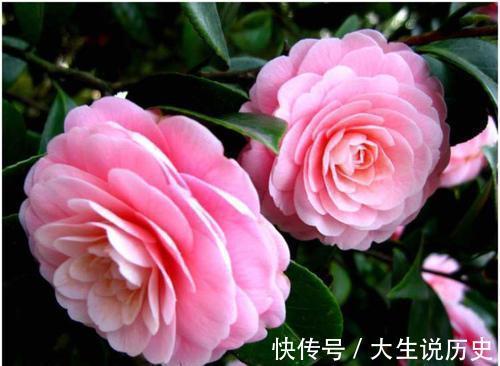 酸性|冬天养茶花,了解掌握3个要点,开出层叠群花,谁见了都夸美!