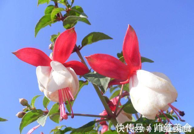 旺财|3种花造型奇特还好养，家里养一盆，旺财旺运好运到，谁养谁喜欢