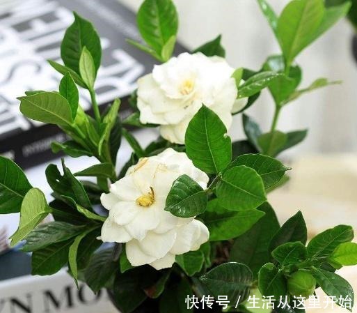 什么花生壳、柳树皮都不如这“2种肥”，盆里埋一点，养啥都爆盆！