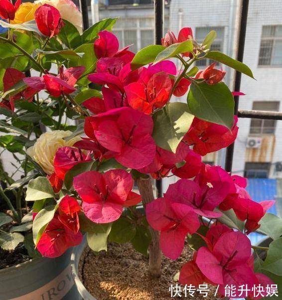 浇水|想要盆栽三角梅花团锦簇就从4方面入手,保管1个月花满枝头