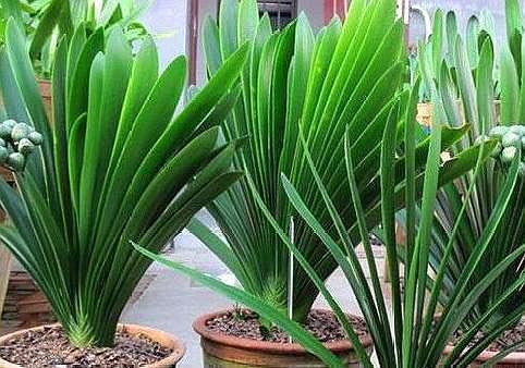 鸡蛋壳,橘子皮都不如“几粒它”!养花埋土里,不施肥都旺盛!