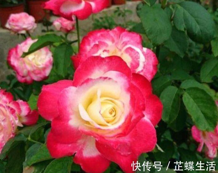 春花|花期超长的几款花卉，花大色艳，开起花来拦不住