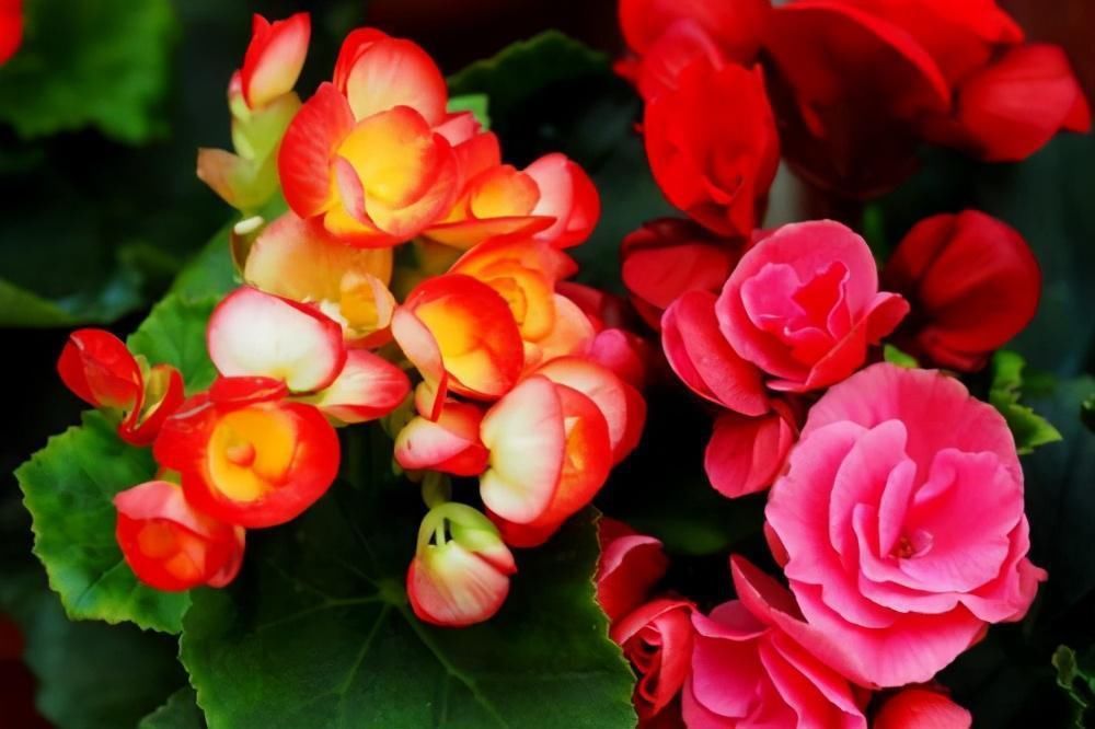 花卉|这5种花看着只能养一年,其实花期长,能养好几年,年年能开花