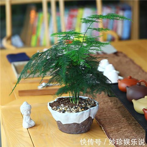 就这5种花，不能晒太阳，一不小心就晒死，不妨你就试一试