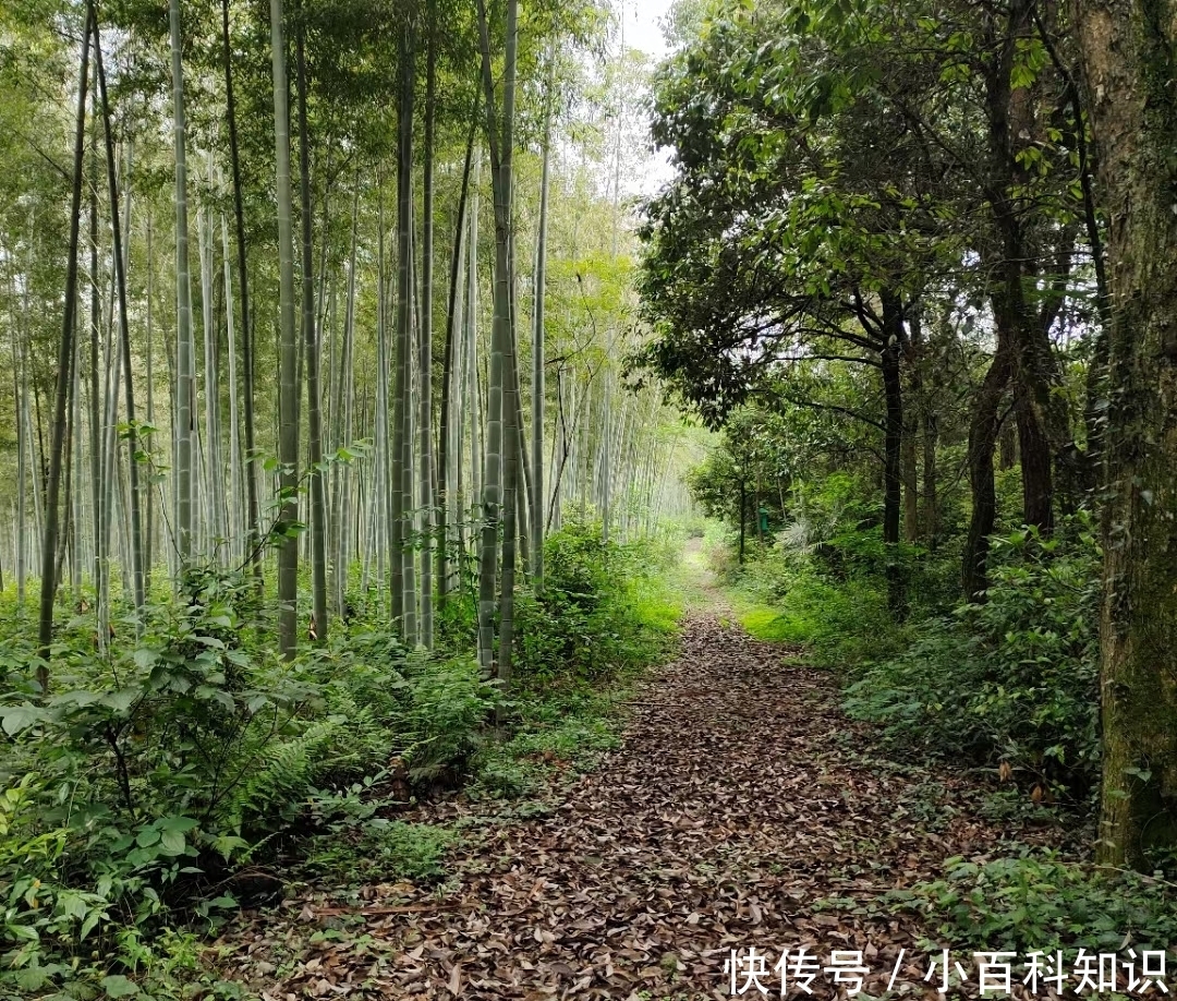 万物生长|随笔:写给初夏