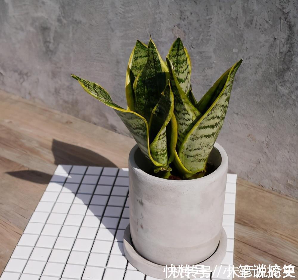 常春藤|家里养什么花，推荐这3种，附带养护技巧