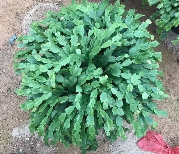 养护|蟹爪兰长出这种叶子，立马掰掉它，嗖嗖冒花苞！