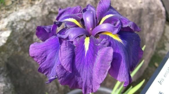 养殖巴西鸢尾，不局限搁室内、室外，却需注意这些小细节