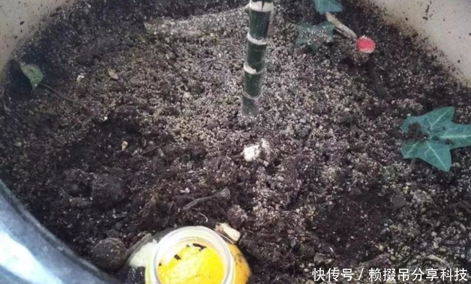 10年老花农的养花秘诀土里埋个塑料瓶，施肥没味长得旺
