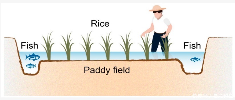 [鱼习性] 童年的乐趣，稻田里摸鱼
