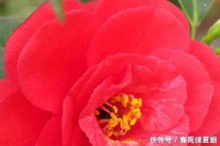 种花|家养这三种花最喜欢喝酸水,用好轻松花开爆满盆,好看又好养