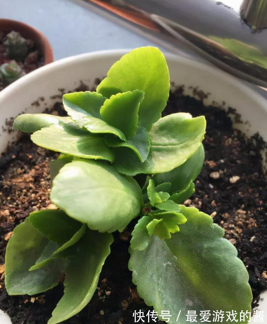 长寿花没长花苞，能不能剪？别剪，放个“大招”就可以了