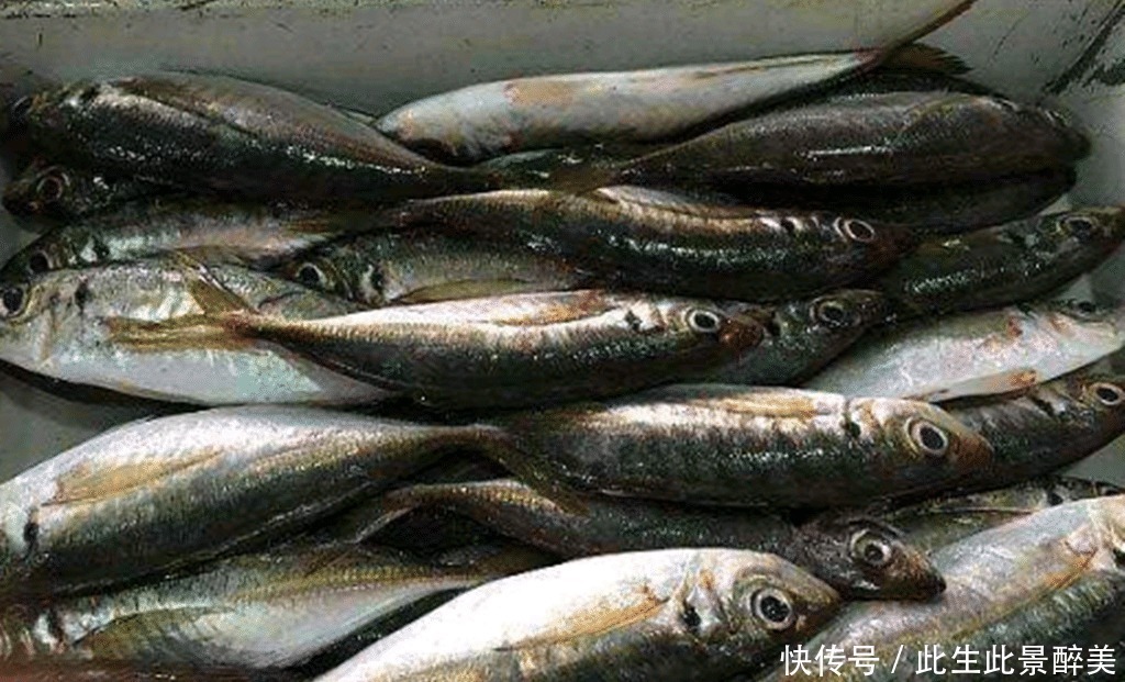 鱼肉|这6种海鱼既便宜又好吃,海鲜摊主看来是吃鱼的行家!