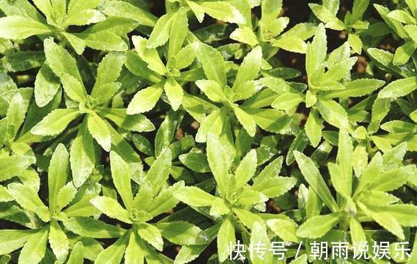 中华本草|农村有种蚊子菜,种一次吃10年,因为功效,很珍贵,你认识吗