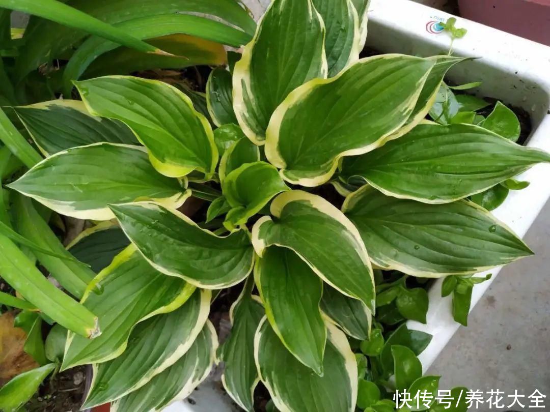 绿萝|家里别只养绿萝，15种精致耐阴花，光照不好也能长很美