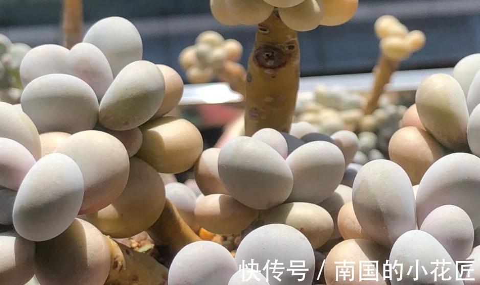 肉嘟嘟的多肉让人爱不释手，缺点就是价格小贵，多肉打假数据最高