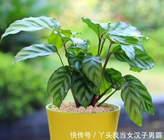 竹芋观叶价值高,这样养还能开花,令人惊奇!