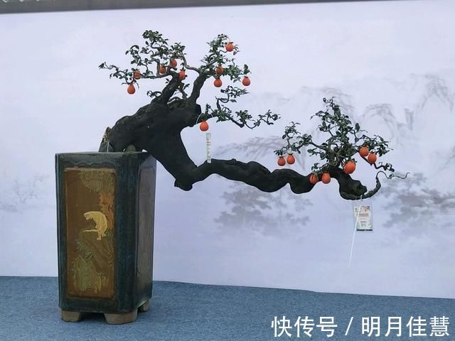 蜂窝|找到了一株金弹子盆景生桩头,可以使用纯的蜂窝煤球来发根吗