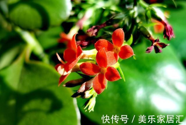 长寿花有“4喜”,顺着喜好养,花开一大盆,真漂亮